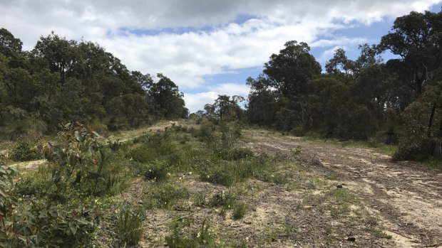 Natural regrowth happening at the site. 