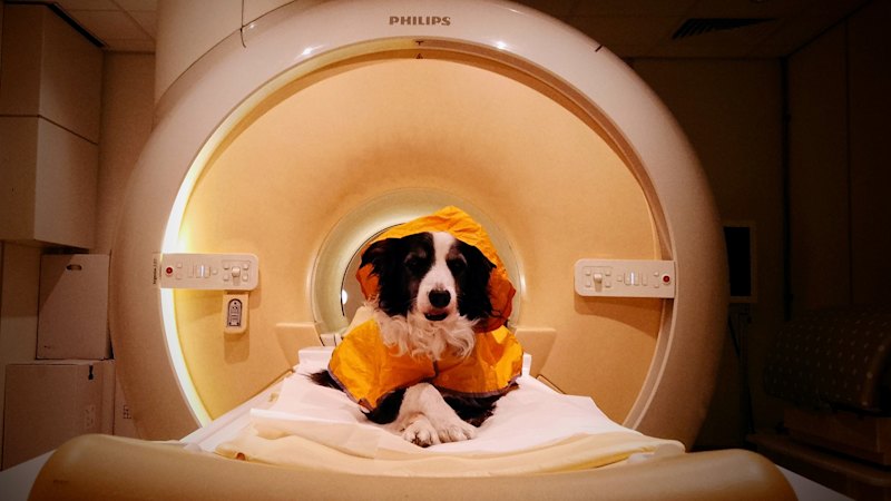 Brain scans reveal how dogs may respond to human smiles