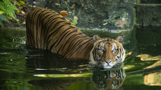 With less than 200 Malayan tigers estimated to be roaming Malaysia’s forests, locals are now helping protect their national animal, which also features on the country’s coat of arms.