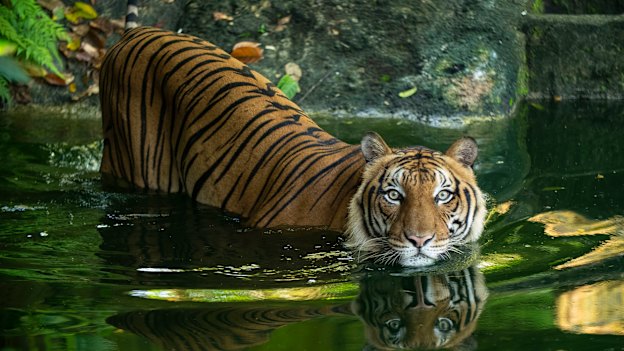 While in the 1950s there were as many as 3000 Malayan tigers, thanks to poaching having decimated the population, there are now estimated to be less than 200 in the wild, prompting grim warnings that they will soon die out.
