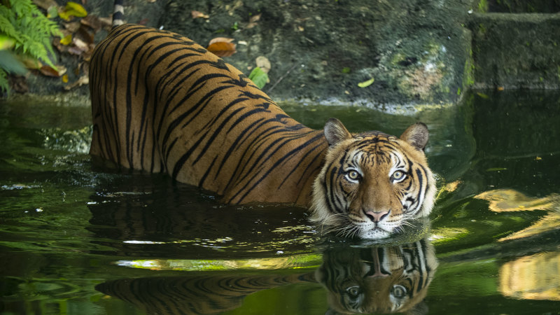 Malaysia tigers: The local mission to save Malayan tigers from extinction