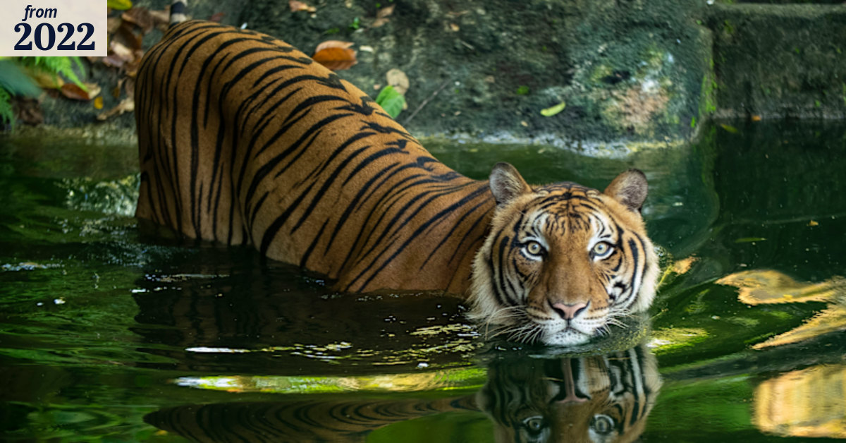 Malaysia tigers: The local mission to save Malayan tigers from extinction
