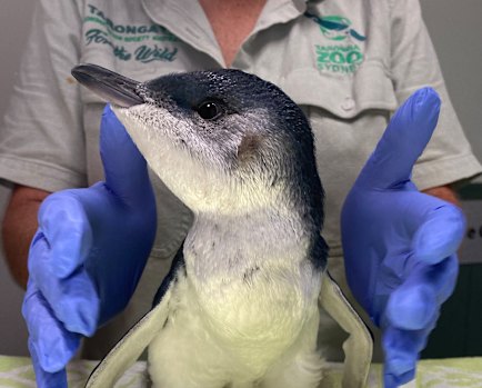 A dog was off leash on a Sydney beach. A little penguin paid the price