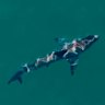 The shark spotted by a drone in the moments after the attack at Coogee on Saturday.