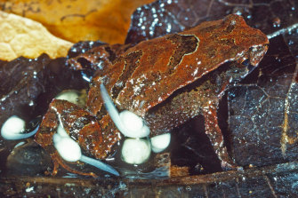 The well-camouflaged new frog species discovered in Wollumbin National Park in northern NSW.