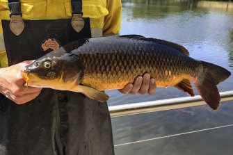 A carp removed from a Perth wetland.