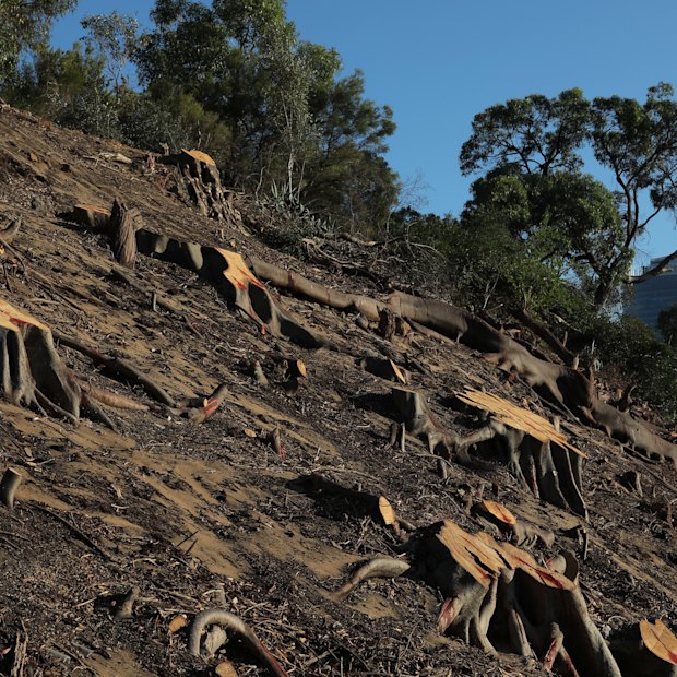 In Kings Park, only stumps remain of borer-infested century-old trees, some of which would have been worth “more than $500,000 each”, says the CSIRO’s Bruce Webber. “…In a city, no amount of resources will instantly create huge trees.”