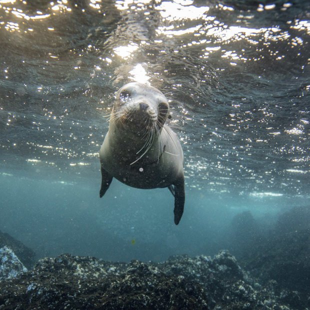 A sea lion off Isabela Island in the Galápagos Islands.
