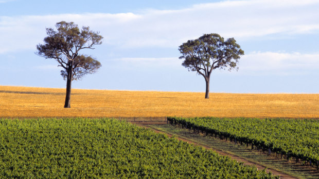 A vineyard near Mount Barker in the lower Great Southern region, WA.