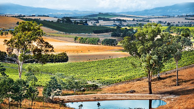 Handpicked, on Victoria's Mornington Peninsula, has emerged as a pinot noir and chardonnay specialist.