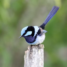 Fickle by nature: The superb fairy wren.