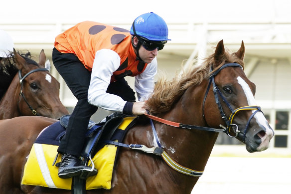 Tommy Berry rides Standout to a barrier trial win earlier this month.