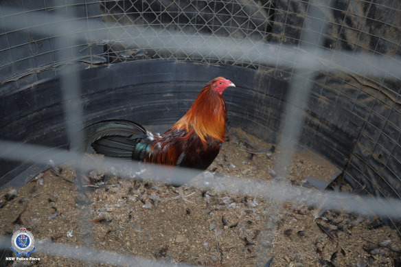 More than 500 fighting roosters have been located at a south-west Sydney property.