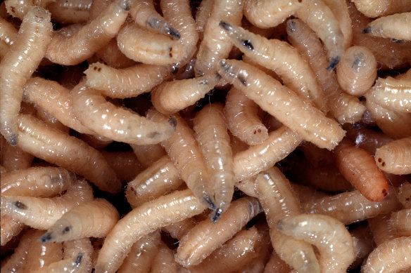 Maggots are being used more frequently by the UK’s National Health Service. 