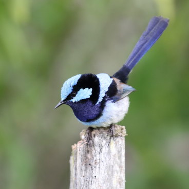 How To Attract Birds To Your Garden