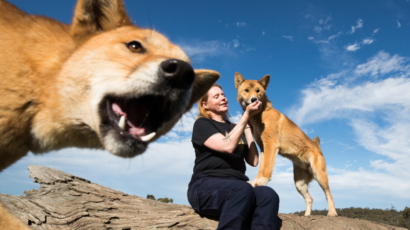 The Wonder Of Wandi A Baby Dingo That Fell From The Sky