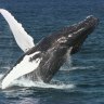 ‘Completely unacceptable’: Whale watchers warned after videos shared online