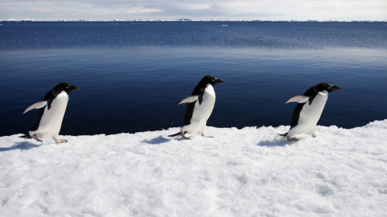 Adélie penguins marching in step.