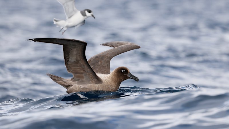 Five more cases of deadly bird flu confirmed in Australia