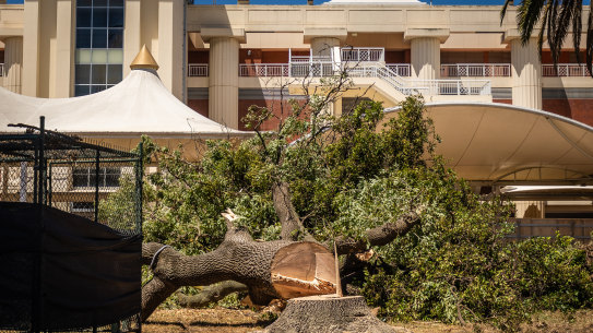 Heritage trees were cut down with chainsaws prompting the heritage application. 