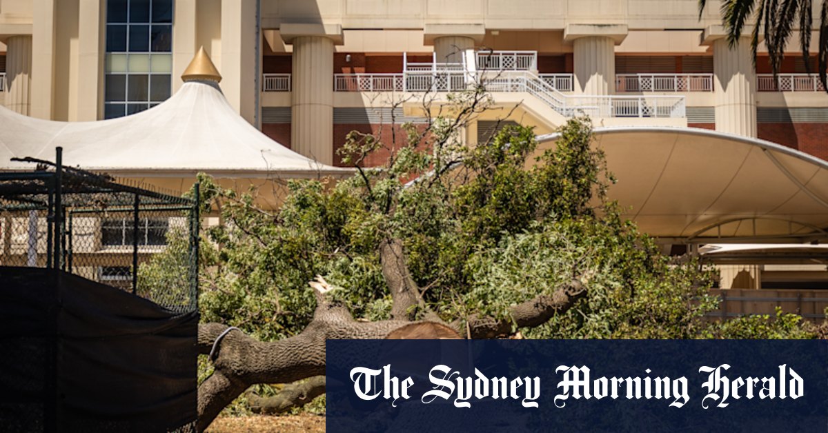 Caulfield Racecourse redevelopment stalled after 42 trees lopped - Vimarsana News