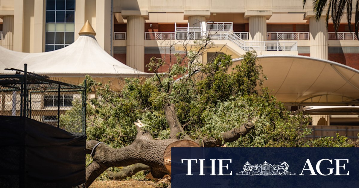 Caulfield Racecourse redevelopment stalled after 42 trees lopped - Vimarsana News