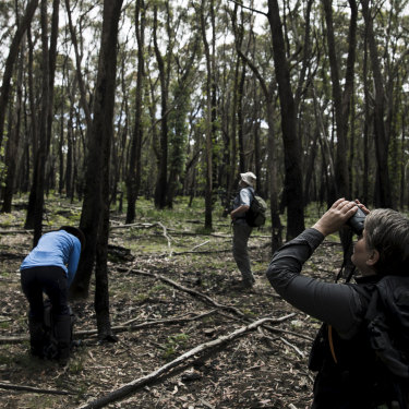 Kellie Leigh, at right, surveys the koala population in Kanangra-Boyd National Park, NSW.