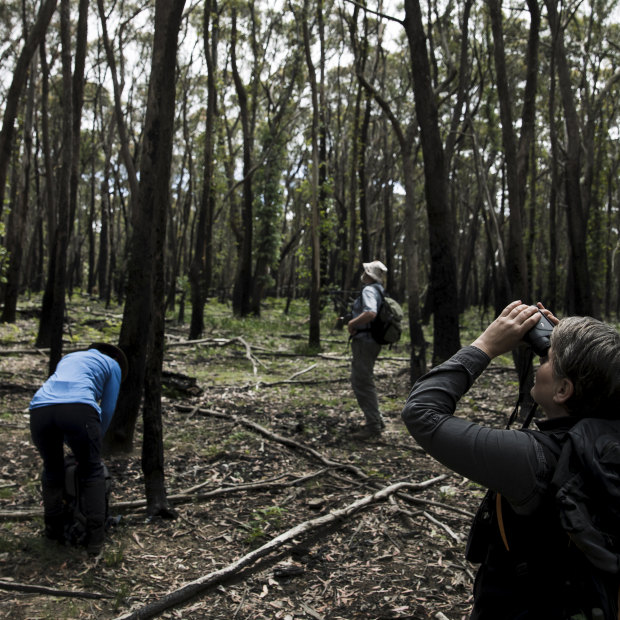 Kellie Leigh, at right, surveys the koala population in Kanangra-Boyd  National Park, NSW.