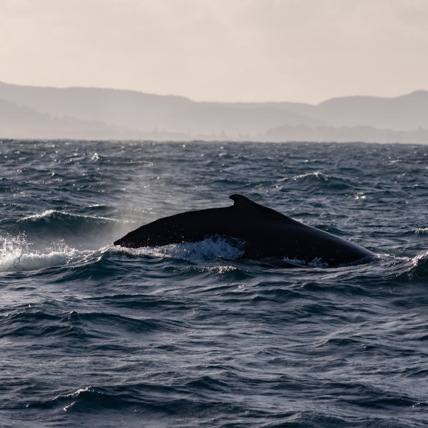 Whales migrating north off the Sydney coastline.