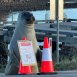 A young southern elephant seal nicknamed Neil has returned to the Tasmanian coastline.