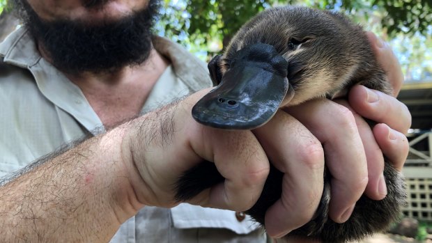 Juvenile platypus Jarrah, who was found covered in ticks under a Gold Coast house and rescued, is now recovering at Brisbane's Walkabout Creek Discovery Centre in Enoggera.