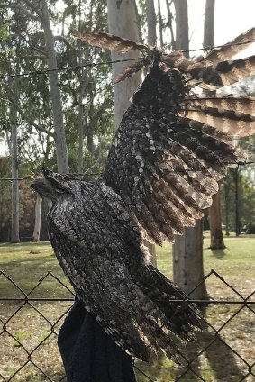 A tawny frogmouth was found tangled in a barbed-wire fence in Brisbane.