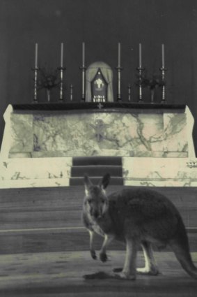 A kangaroo that hopped into Ashburton’s St Michael’s Parish church in 1959. It was shepherded outside by members of the ongregation.