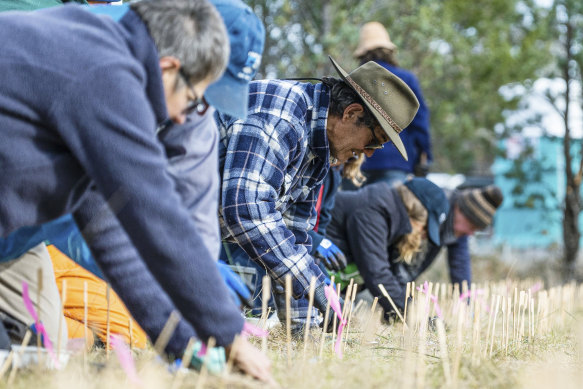 Volunteers plant native orchids near Albury, NSW.