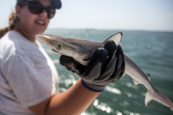 The cocaine detected in the sharpnose shark, like that pictured above, is likely causing damage to the animals.