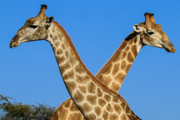 Giraffes at the Hwange National Park in Zimbabwe.