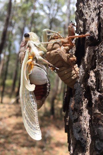A Double Drummer sheds its shell, at Wallacia near Sydney.