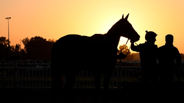 Legend: Winx in the morning light at Rosehill.