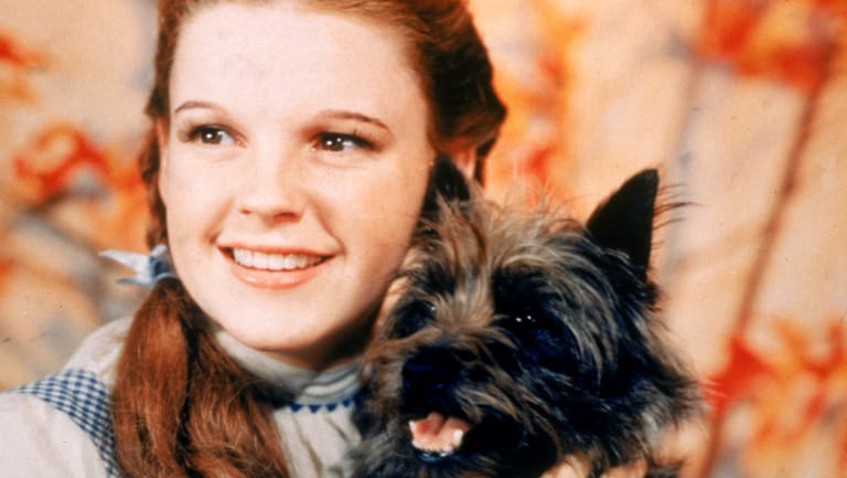 Judy Garland wore the slippers in the 1939 film The Wizard of Oz.