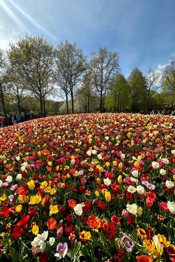 Amsterdam’s tulip season runs from late March to mid-May.