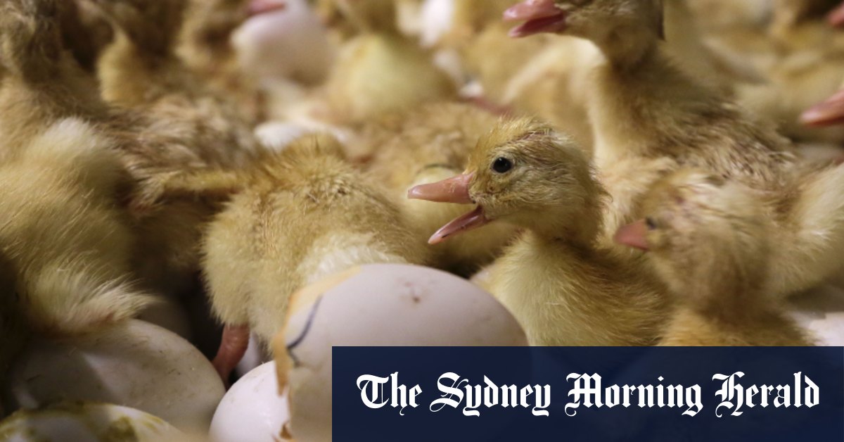 Worrying bird flu strain undisclosed by US after Trump orders WHO exit