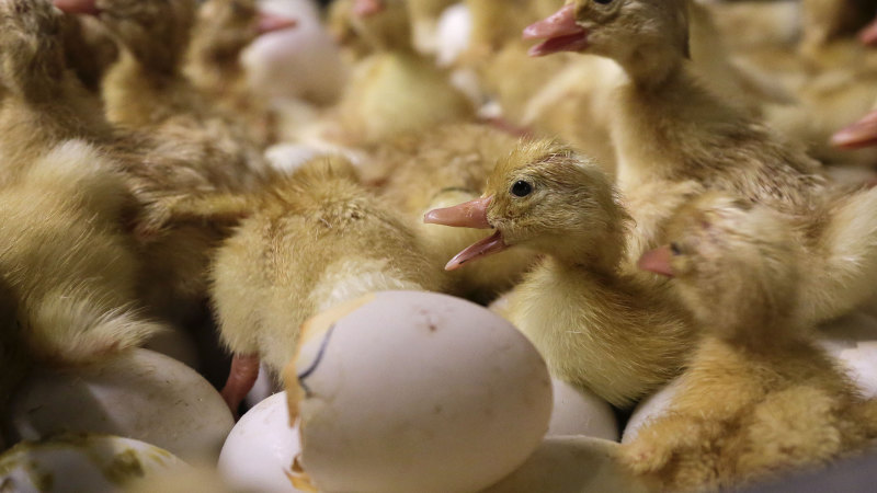 Worrying bird flu strain undisclosed by US after Trump orders WHO exit