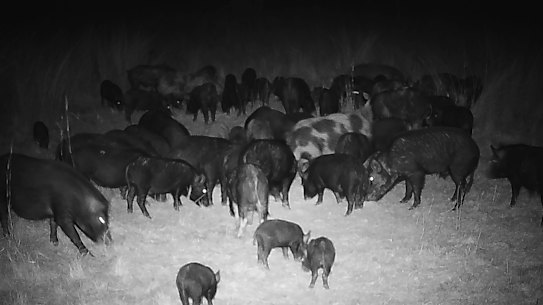Feral pigs caught on camera at Laurie Chaffey’s property near Tamworth.
