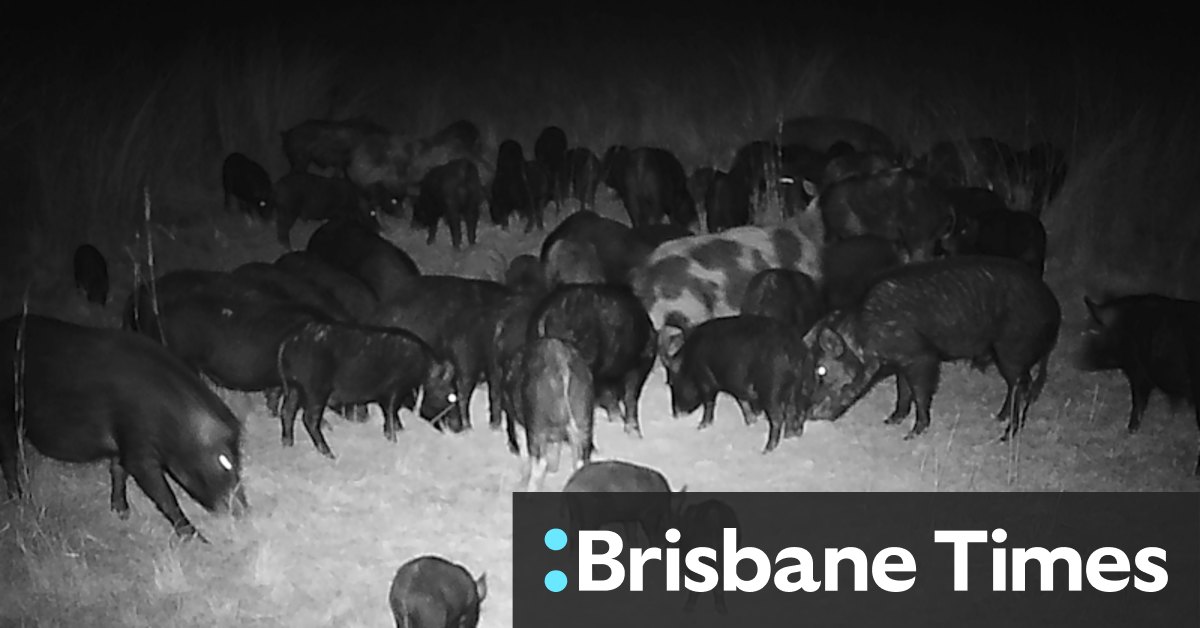 NSW feral pig numbers explode across state - Vimarsana News