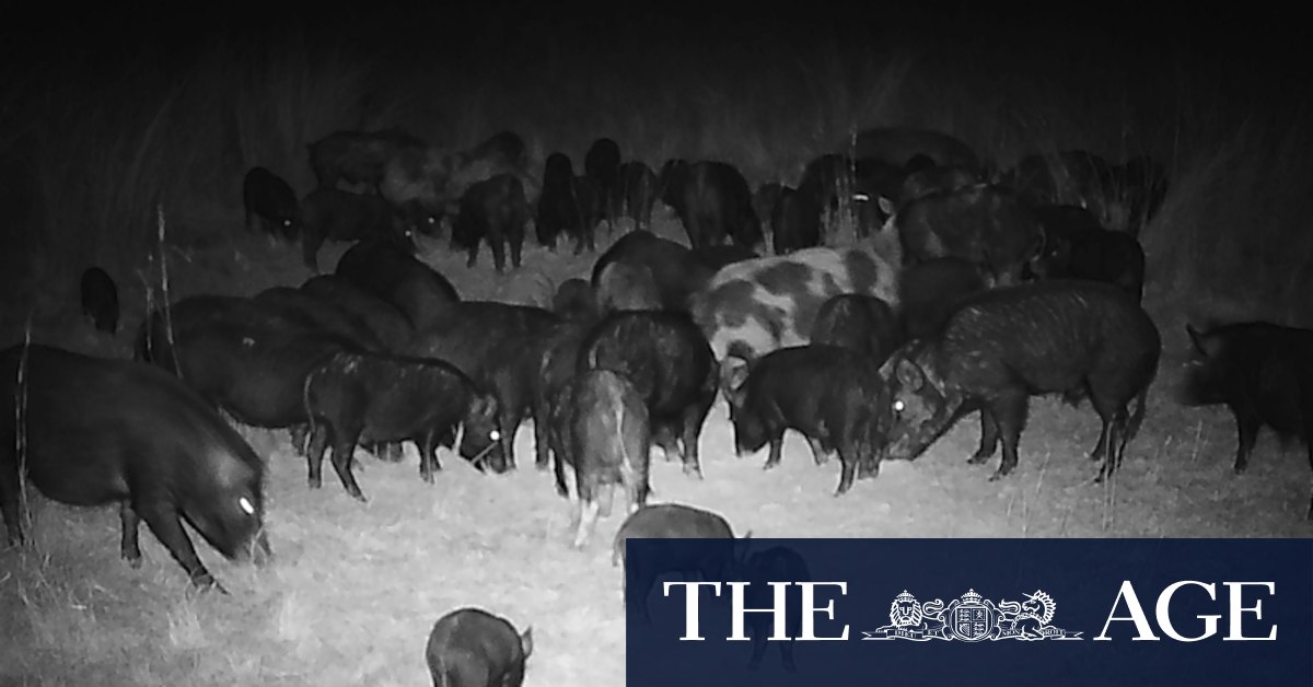'Waves of pigs absolutely everywhere': Feral beasts march across NSW - Vimarsana News