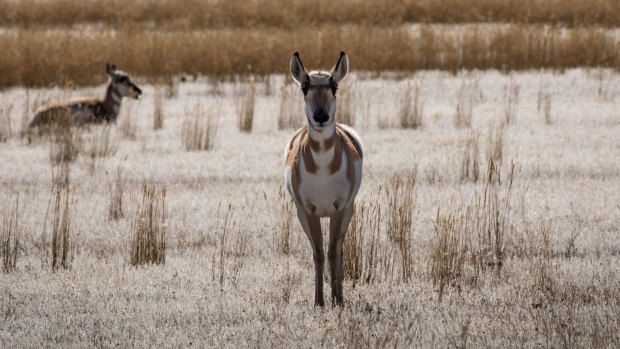 Pronghorn antelope in Yellowstone National Park, where winters are getting shorter and warmer.