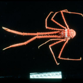 A Galatheidae crab.