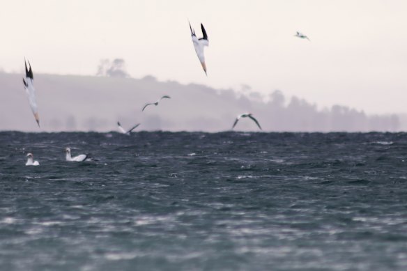 Gannets diving at Portland.