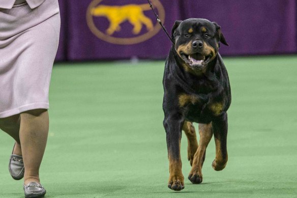 Rottweilers have long been considered aggressive. 