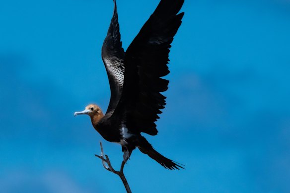 A lesser frigate bird spreads its wings.